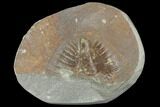 Partial Ogyginus Cordensis - Classic British Trilobite #103142-1